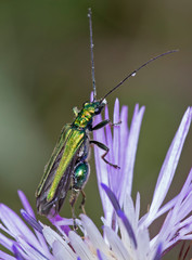 A male Swollen-thighed Flower Beetle (Oedemera nobilis)