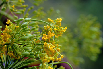 Dill fresh crop before use for preserving products closeup. Shallow depth of field