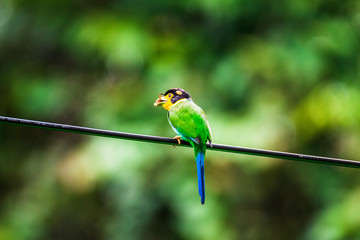 Long-tailed Broadbill sticking on branches