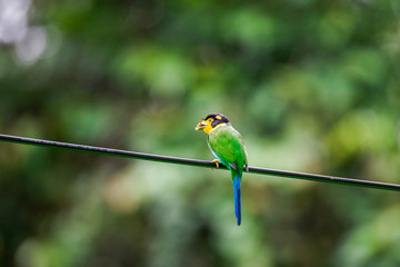 Long-tailed Broadbill sticking on branches