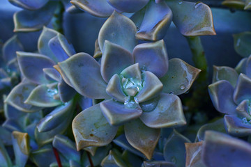 グラプトペタルムと雨雫