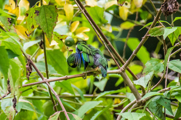 Long-tailed Broadbill sticking on branches
