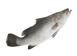 Obraz premium Barramundi or seabass fish isolated on white background
