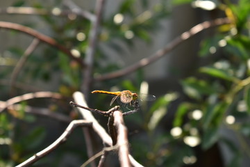 Cats, dogs and dragonfly