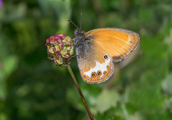 Coenonympha arcania or Pearly Heath butterfly