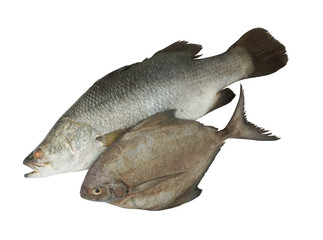 Barramundi and black pomfret fish isolated on the white background, seafood concept