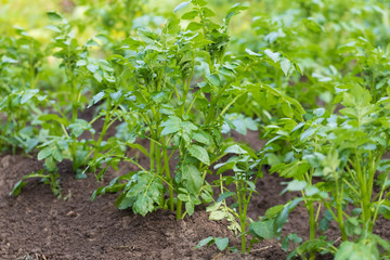 The field with potatoes. Escapes of young vegetable densely cover the field with landings.