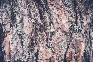 bark of a tree. old wood texture
