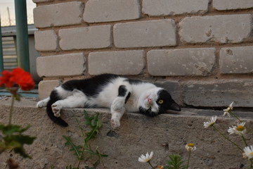 Fototapeta premium Cats, dogs and dragonfly