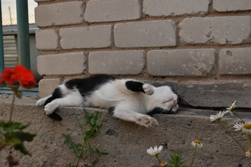 Cats, dogs and dragonfly