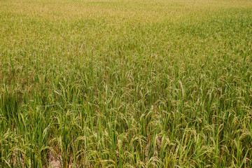 Green rice field background