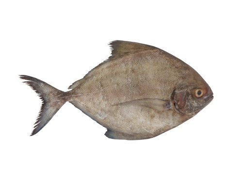 Fresh black pomfret fish isolated on white background