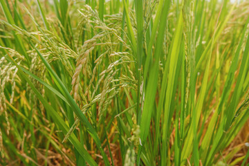 Green rice field background