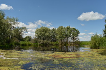 Fototapeta na wymiar swamp and beautiful views next to it