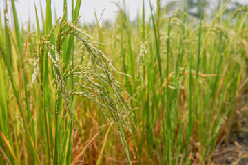 Green rice field background