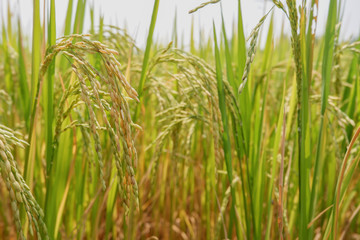 Fototapeta premium Green rice field background