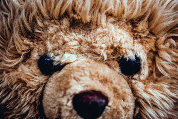 big teddy bear close up