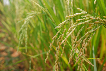 Green rice field background