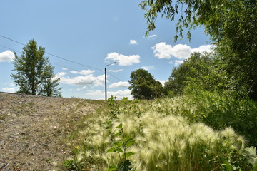 red, white and green flowers