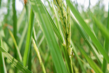 Green rice field background
