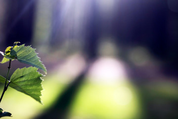 birch leaves on a fabulous blurry background with highlights