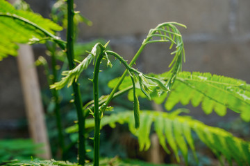 Climbing Wattle. Acacia. Cha-om. Thai vegetable (Acacia pennata (L.) Willd)