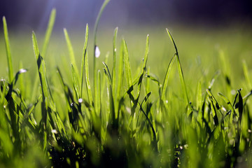 blade of grass on a fabulous blurred background with highlights and water drops