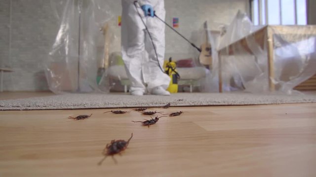 pest control worker with sprayer standing at home