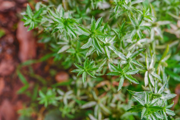 Fototapeta na wymiar Stink weed or Eryngium flower. Green vegetable flower. Green flower of Culantro. Sawtooth coriander. Long coriande. Green vegetable