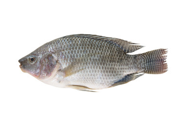 Tilapia fish isolated on white 