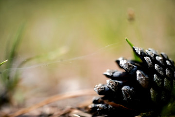a bump on a fabulous blurry background with highlights