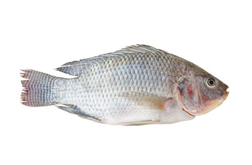 Tilapia isolated on white background