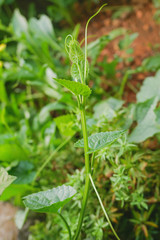 Top leaf of Organic Chayote with selective focus. Green leaves vegetable. Sechium edule. 