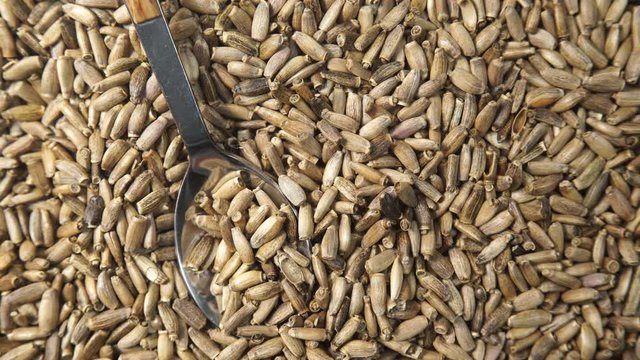 Herbal remedy silybum marianum, milk thistle seeds. Medical plant as food background or texture. Top down view. Natural treatment for liver problems
