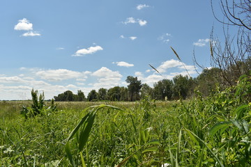 Green field and blue sky