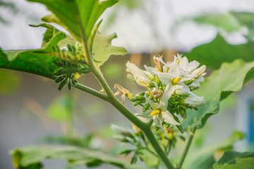 Closeup Turkey berry on plant. Eggplant