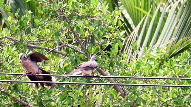 The pair of the spotted dove (Spilopelia chinensis) flying and play together over electricity cable.