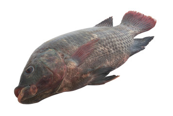Raw tilapia fish isolated on white background