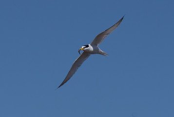Little tern, Sterna albifrons, in flight