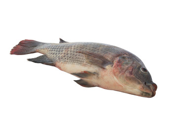 Green tilapia isolated on white background