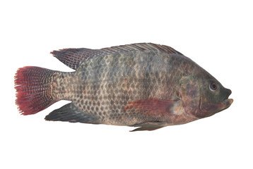 Green tilapia isolated on white background