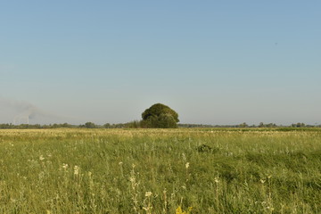 Green field and blue sky