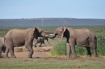young elephant bulls sparring