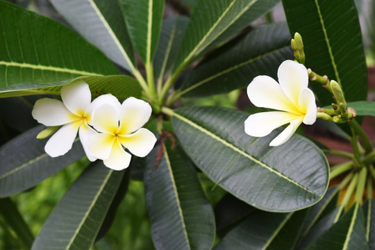 Group of Plumeria blossom on tree , Three White frangipani flowers with leaf on green background, Freshness of plants 