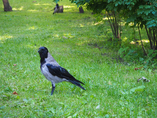 Portrait of big gray crow (Corvus) with dirty wings standing on the green grass in the park