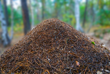 closeup huge anthill in a forest, wildlife natural background - obrazy, fototapety, plakaty