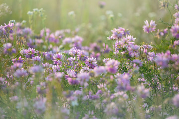 closeup beautiful prairie with clower flowers, pastoral natural background