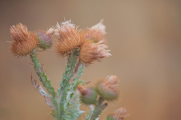 desert flower cactus macro plant background 