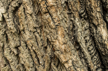 Oak mossy bark forest tree close up nature details wood background texture
