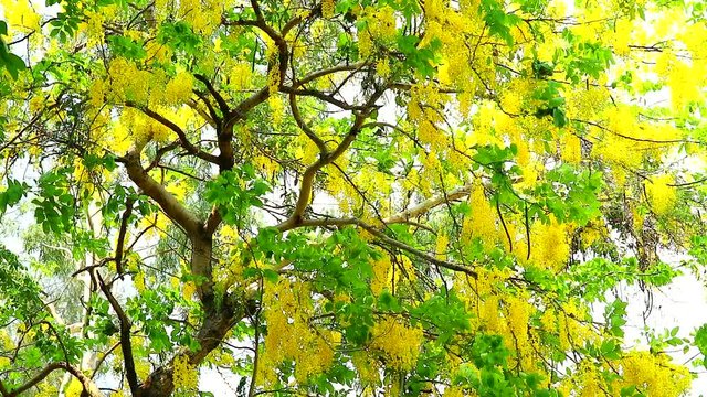 Golden shower tree has yellow bouquet flowers blooming on tree in the garden